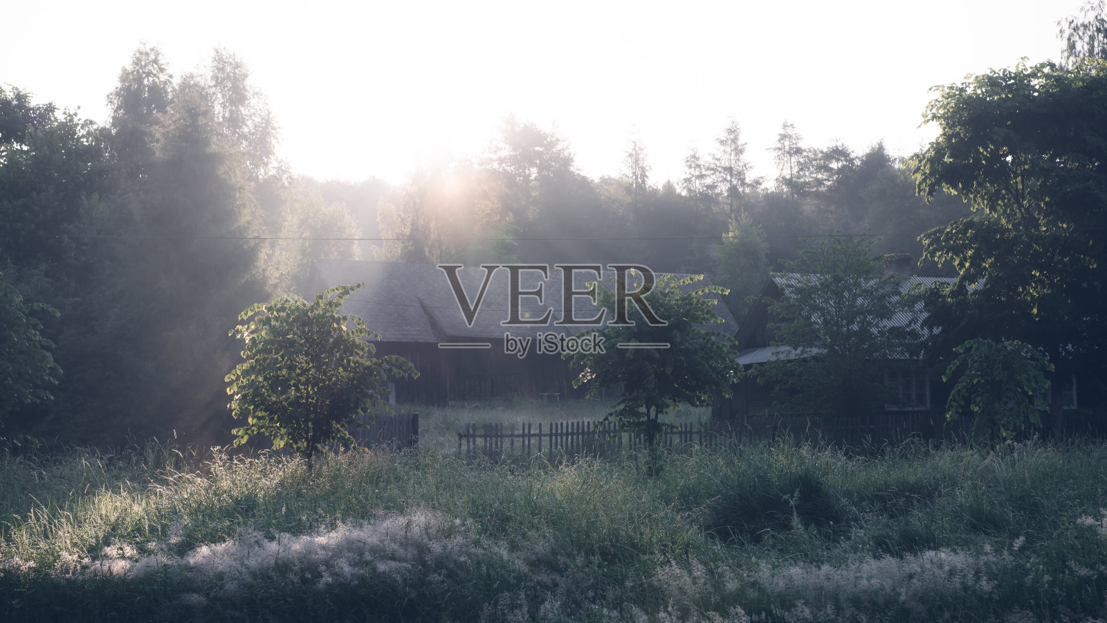 美丽的绿色乡村景观。背景是旧的木制谷仓。被露水覆盖的植物。阳光穿过森林。照片摄影图片