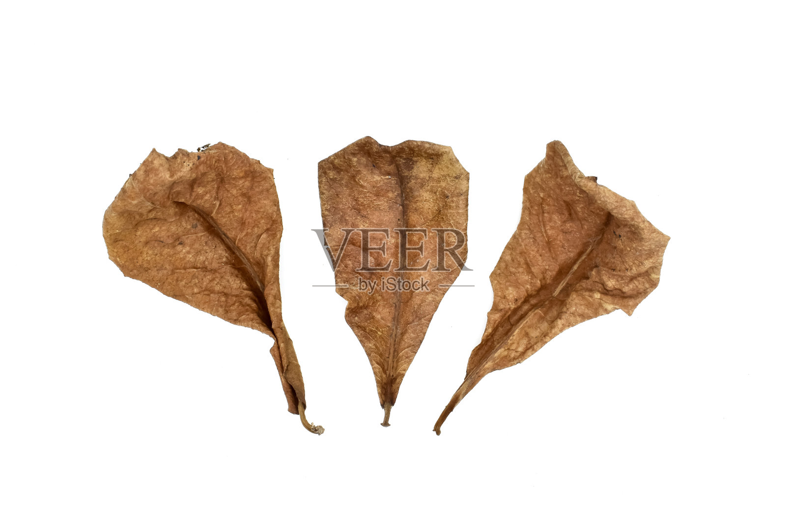 三片干燥的印度杏仁叶，孤立在白色。照片摄影图片