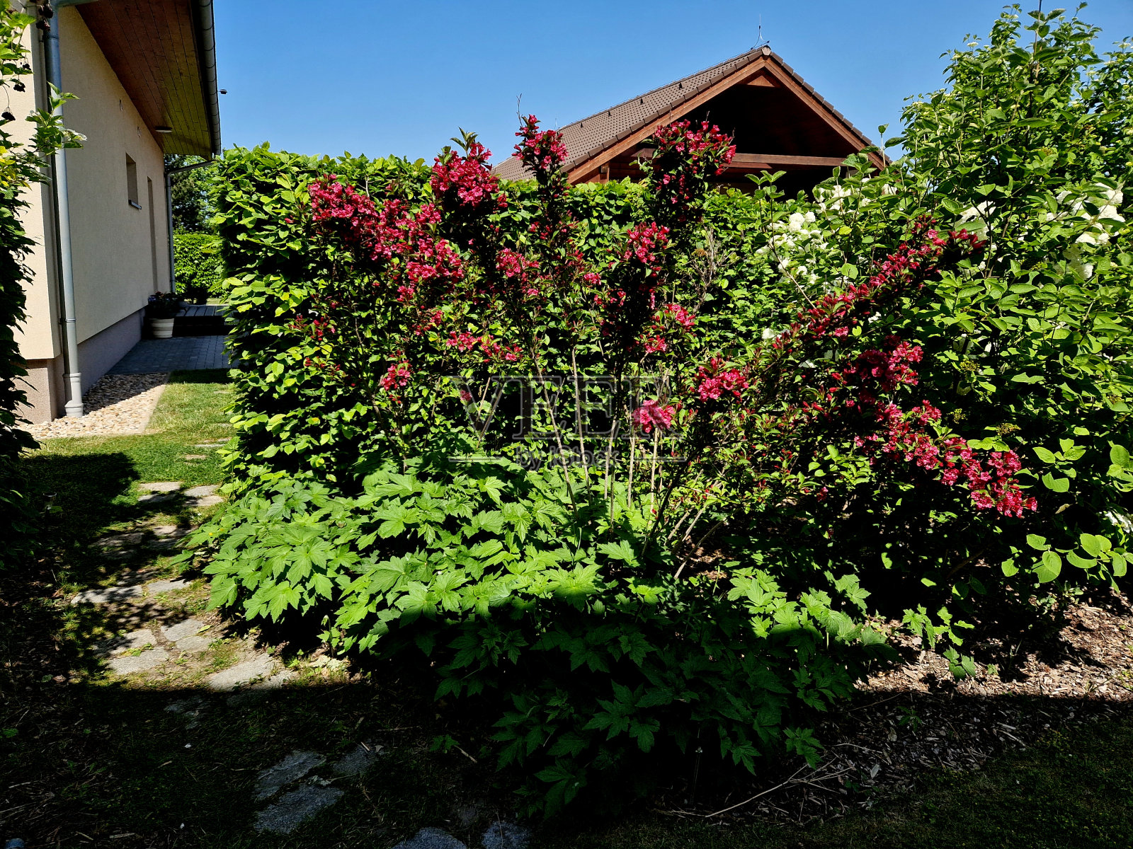 是一种极具吸引力的品种，开深紫红色管状花。叶子是新鲜的绿色，宽椭圆形到卵形，精细锯齿和健康的边缘。魏吉拉，红王子照片摄影图片