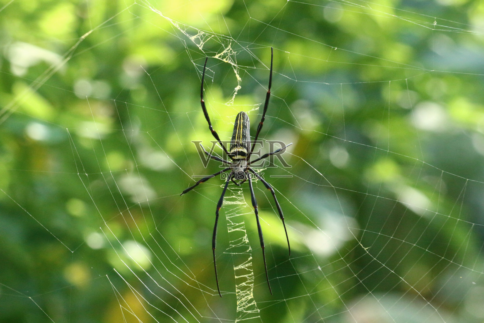 一只木蜘蛛正在等待它的猎物落入它在晴朗的日子里制造的陷阱照片摄影图片