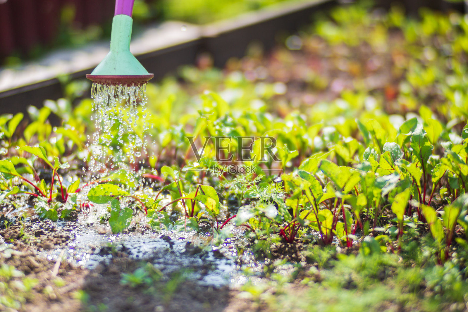 在炎炎夏日用喷壶给种植园里的蔬菜浇水。园艺的概念。种植在床上的农业植物照片摄影图片