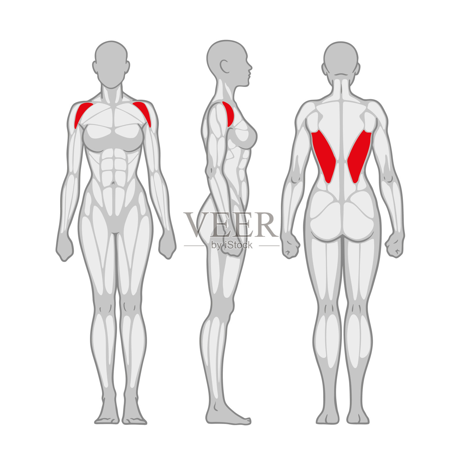 健身女性肌肉解剖。苗条肌肉的女人轮廓正面，侧面和背面的看法。资讯基建计划海报。矢量插图。插画图片素材