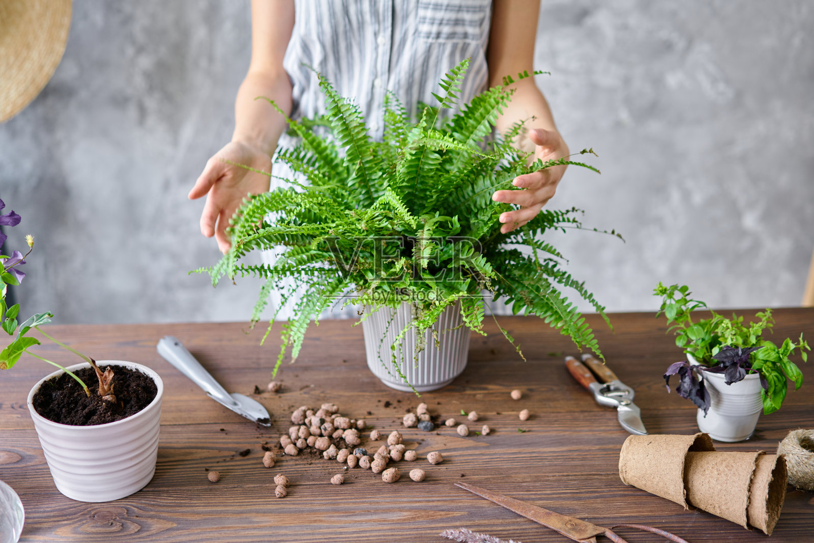 一名妇女正在移植一株室内植物——蕨类植物。家庭花园的概念。花卉和花园店。照片摄影图片