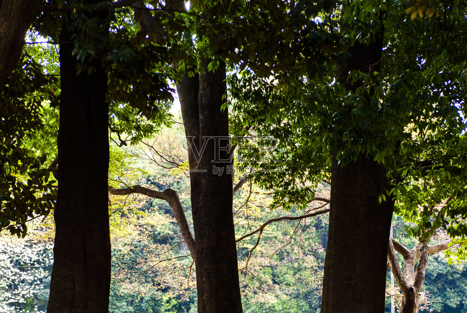 鲜绿的照片摄影图片