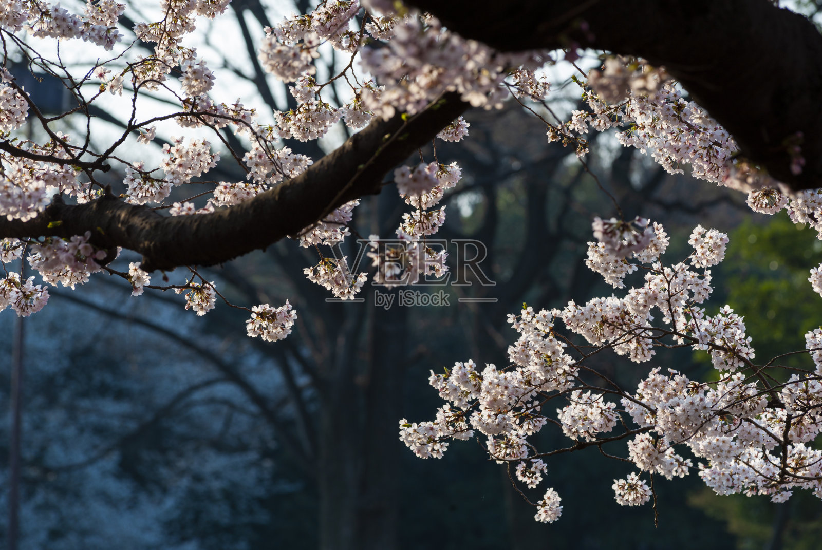 樱花照片摄影图片