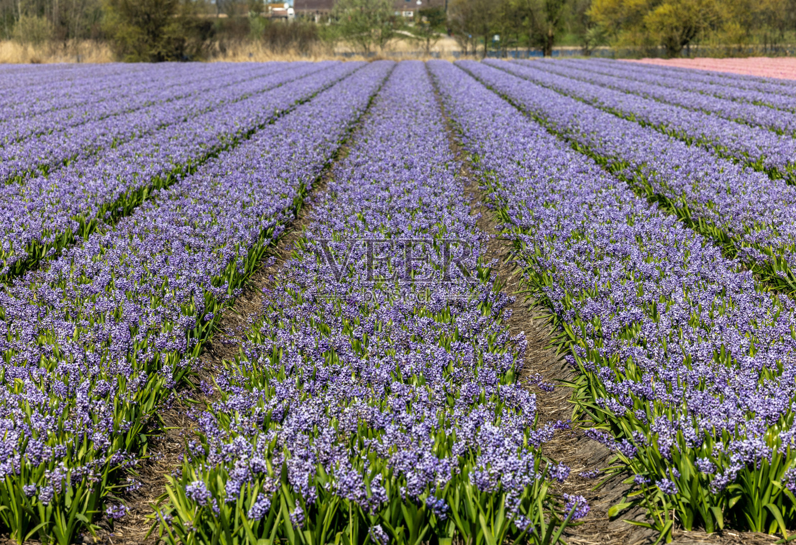 荷兰Lisse附近盛开的风信子照片摄影图片