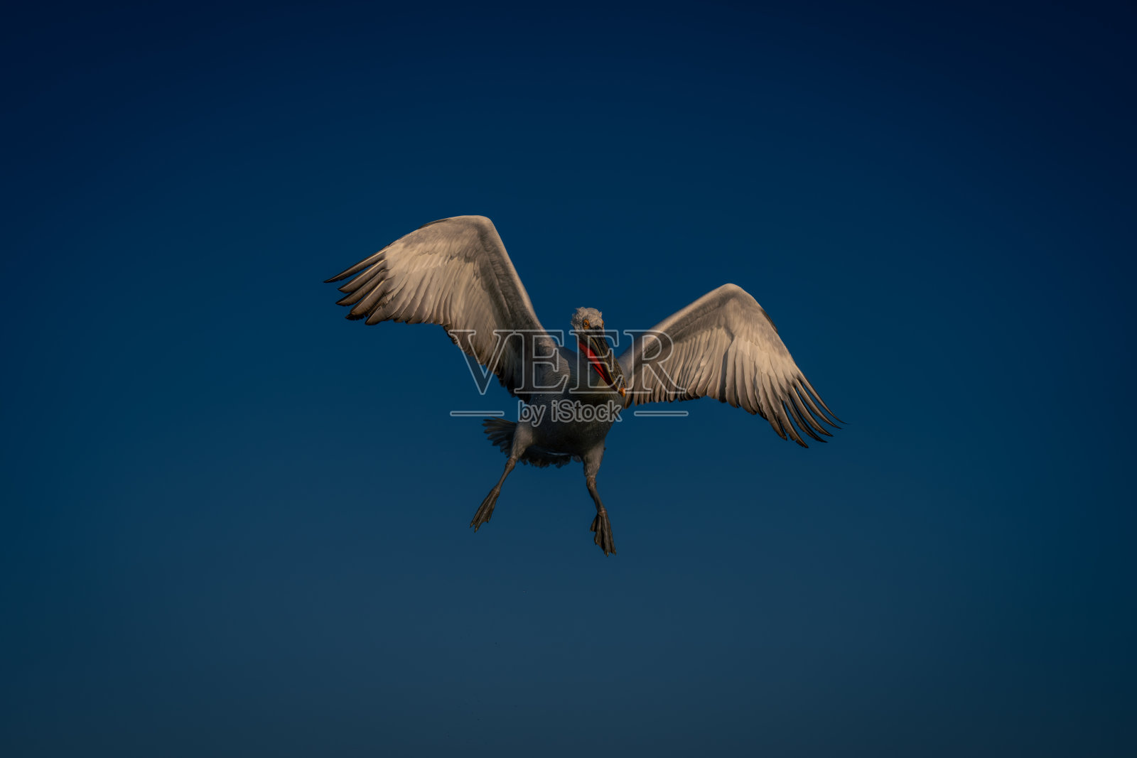 达尔马提亚鹈鹕伸展翅膀和脚飞翔照片摄影图片