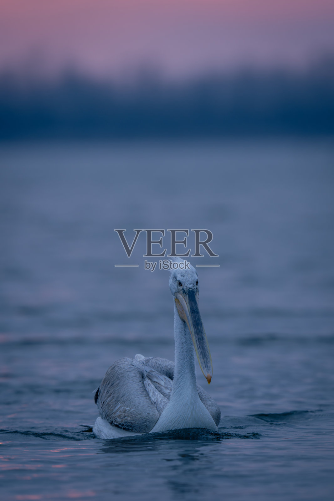 达尔马提亚鹈鹕在黎明时分漂浮在湖面上照片摄影图片