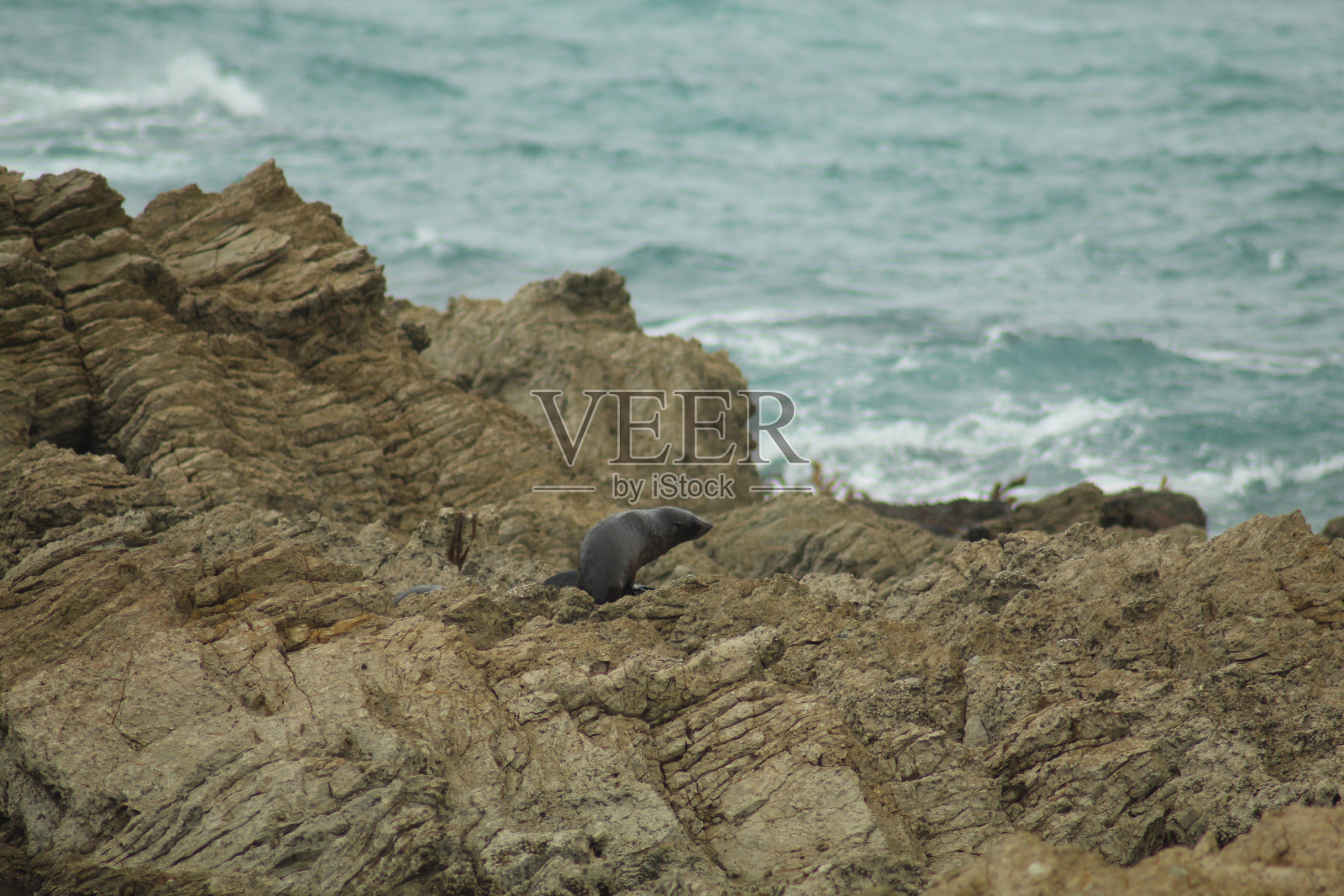 海豹照片摄影图片
