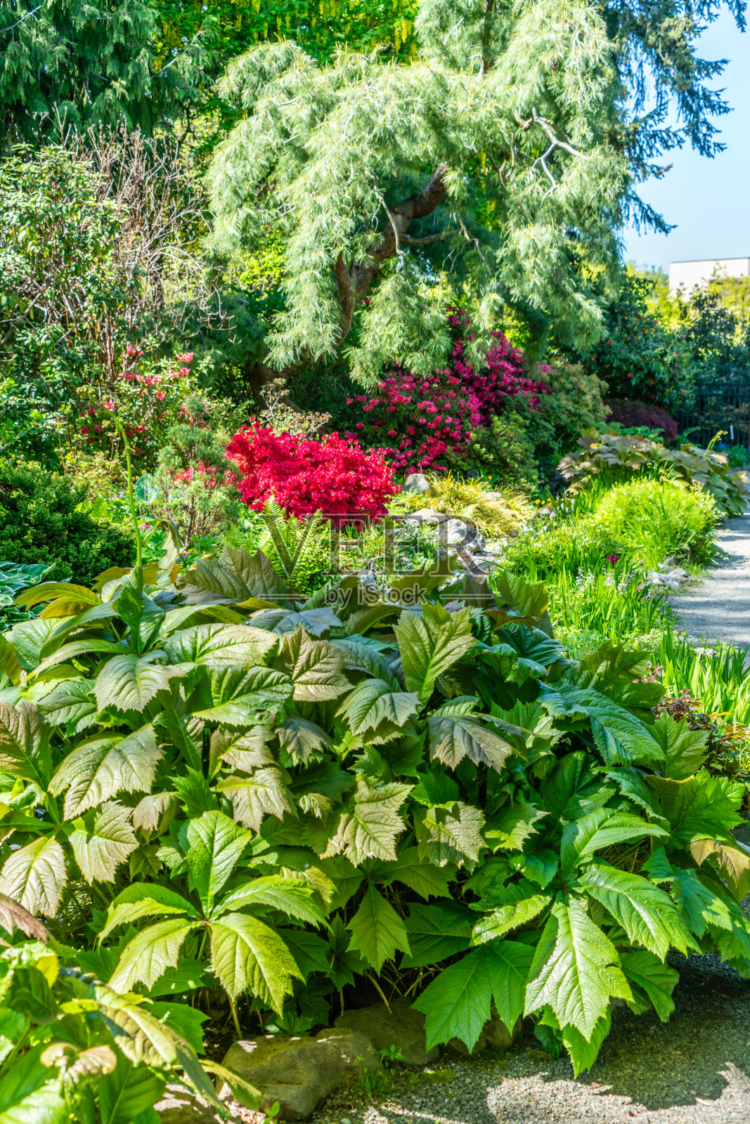 盛开的花园9照片摄影图片