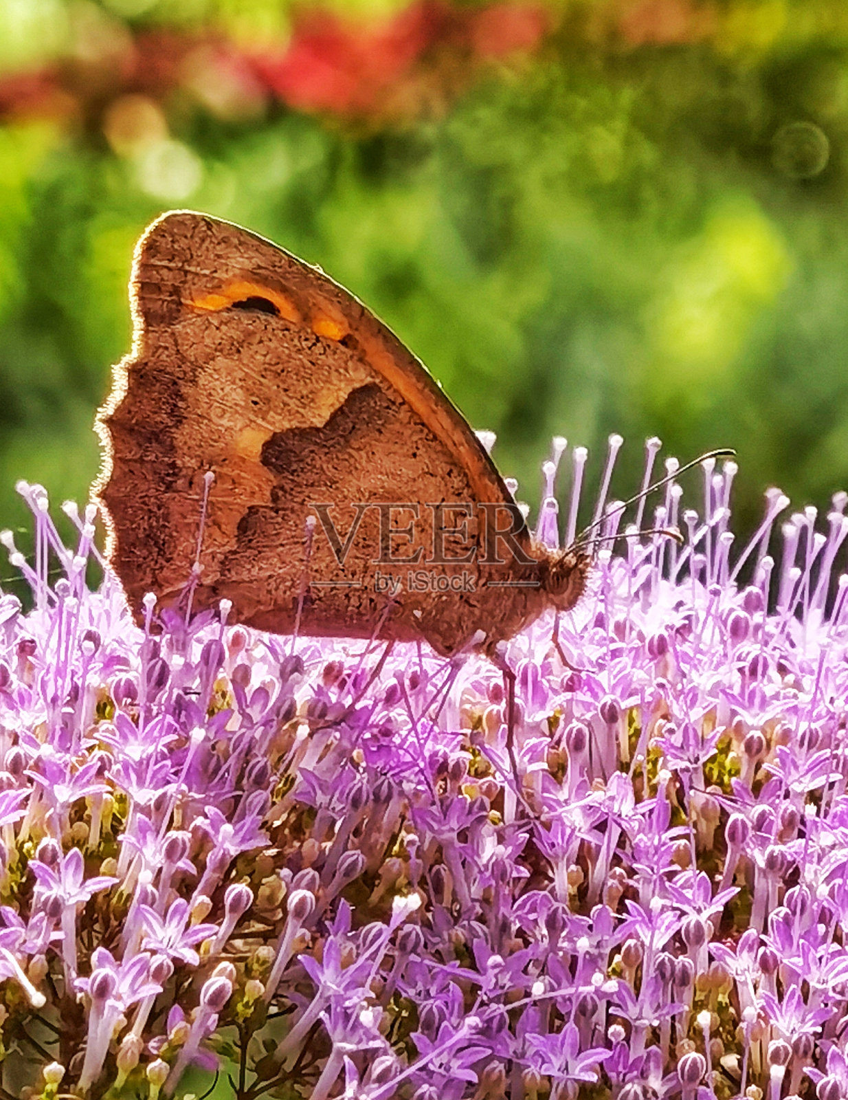 花中的蝴蝶。春天的形象。照片摄影图片