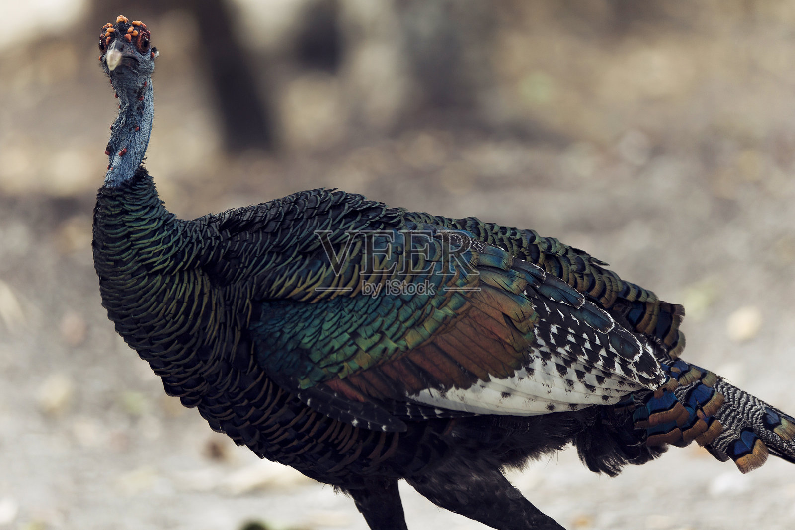 单眼的土耳其照片摄影图片