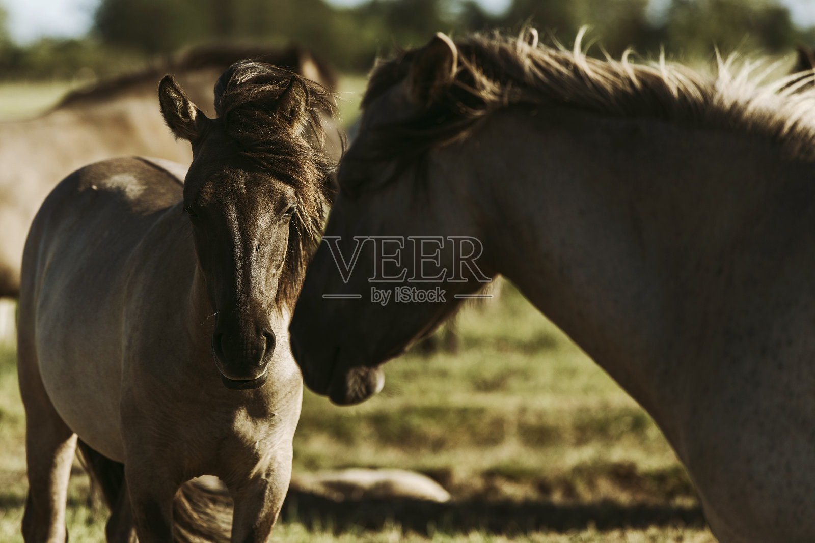 波兰的马照片摄影图片