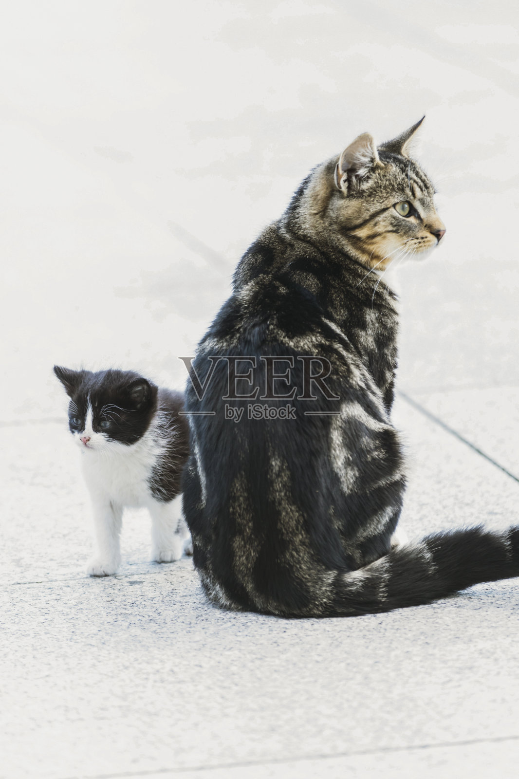 家里的猫照片摄影图片