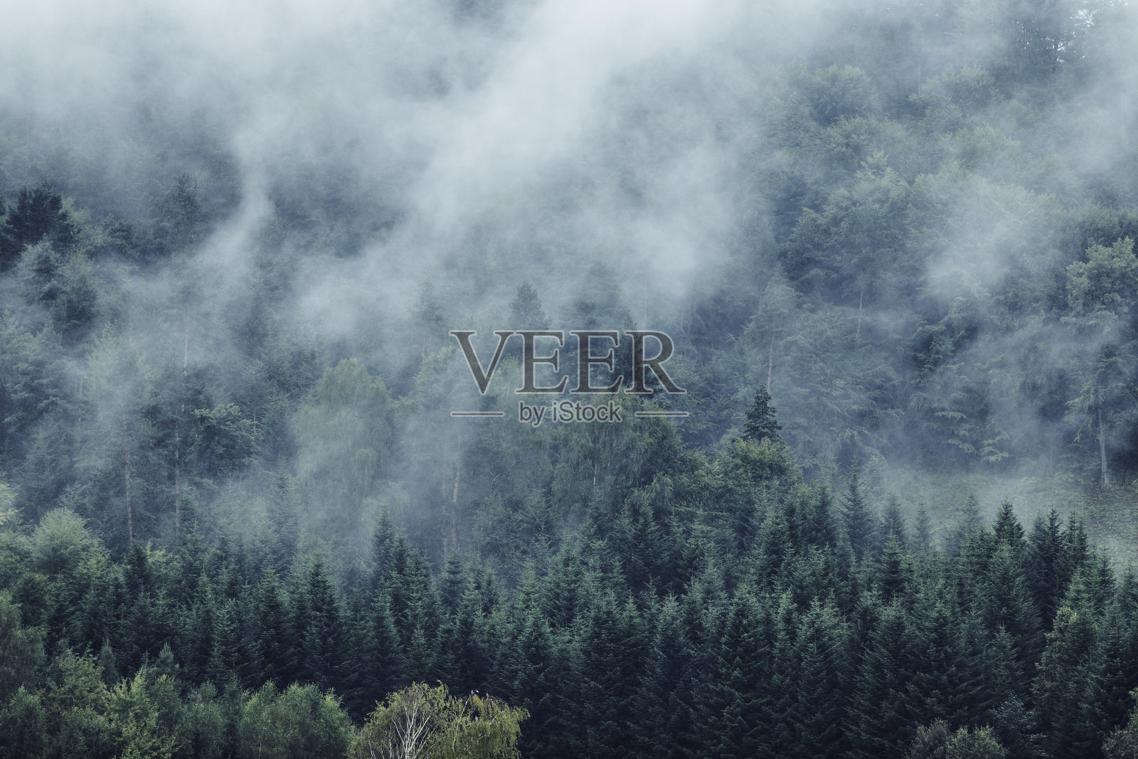 云中森林照片摄影图片