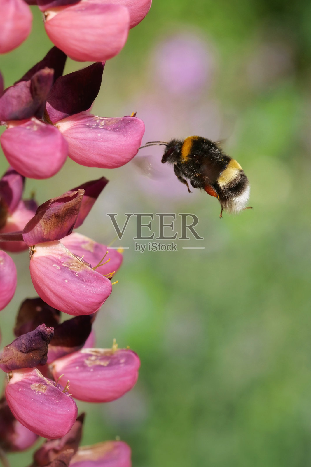 飞行的大黄蜂在lupinus上照片摄影图片