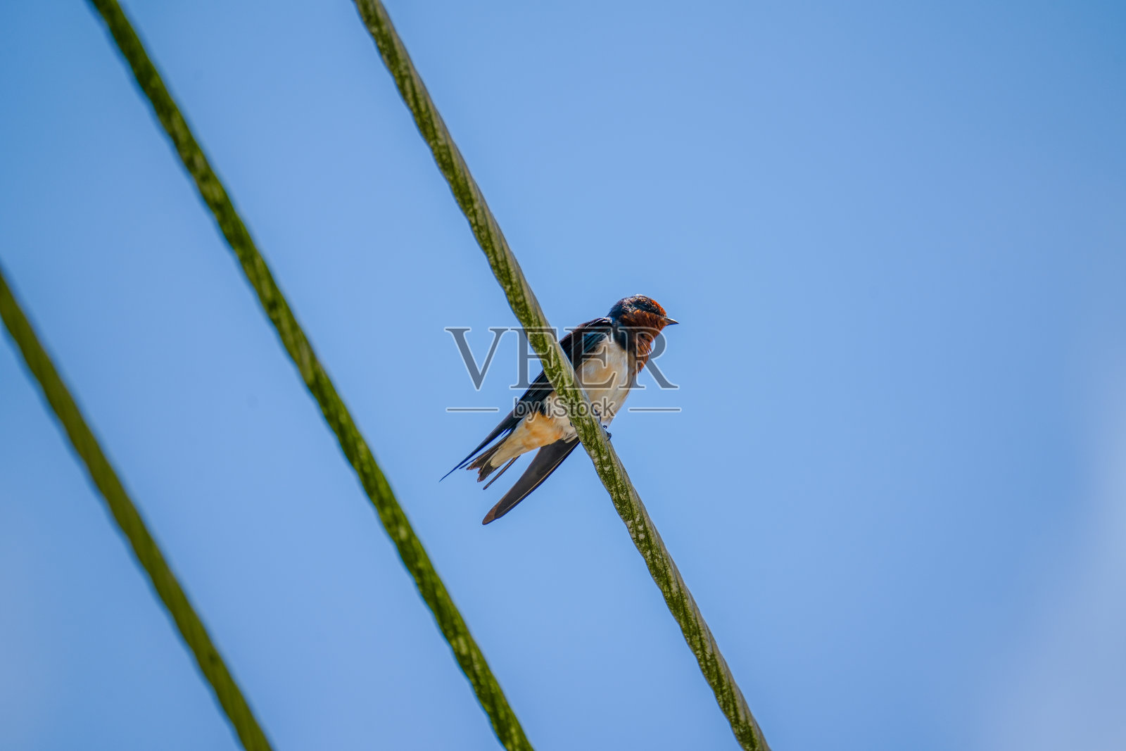 蓝天背景下电线上的小燕子。一只长着金属尾巴的燕子栖息在缆绳上。鸟儿在阳光明媚的夏日坐着休息照片摄影图片