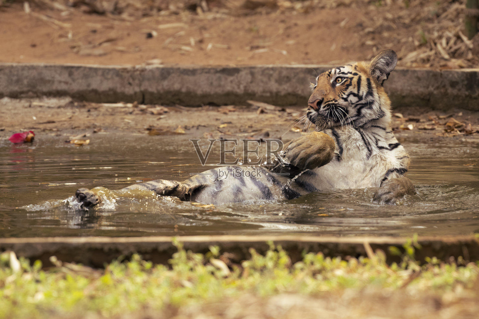 塔多巴国家公园的孟加拉虎照片摄影图片