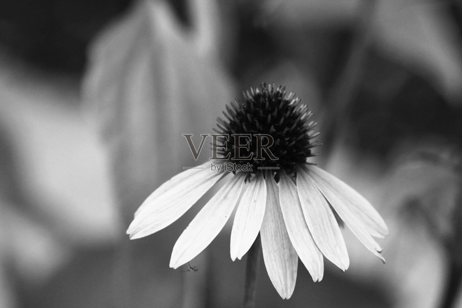 一个松果菊照片摄影图片