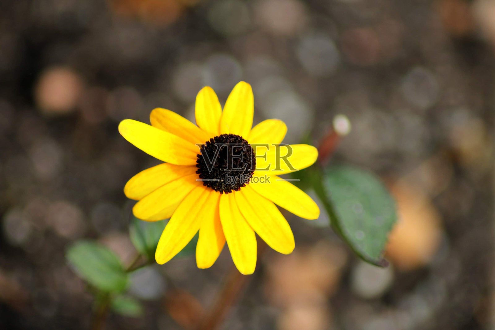 黑眼苏珊花照片摄影图片