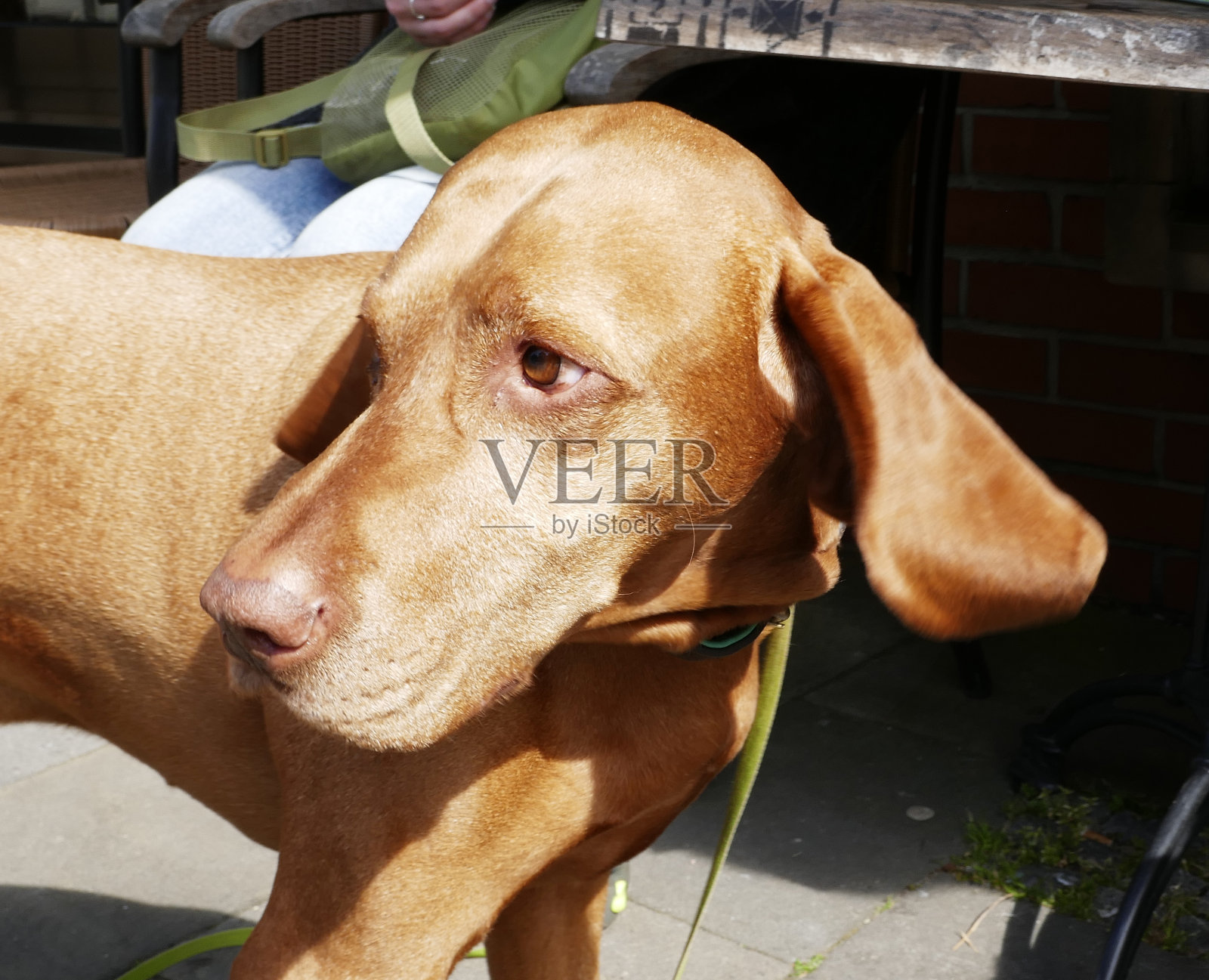 一个没有安全感的维兹拉照片摄影图片