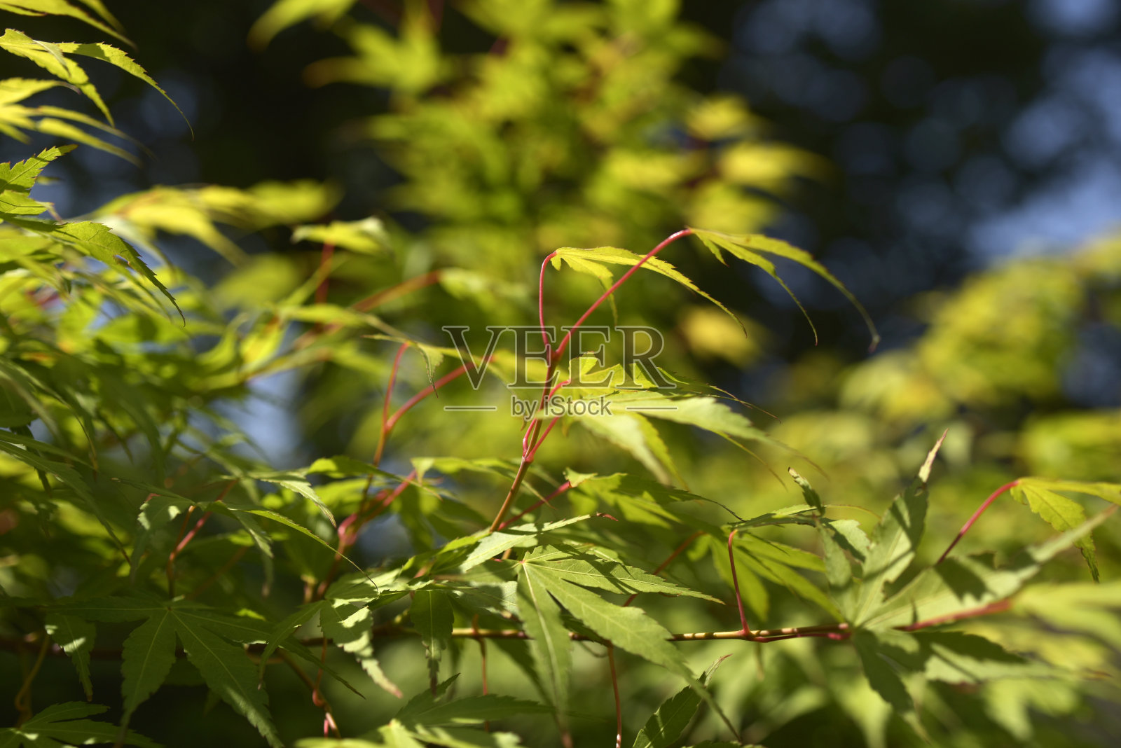 日本的火腿照片摄影图片