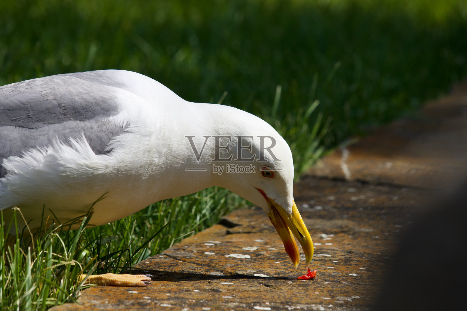 一只海鸥在吃人类扔下的食物照片摄影图片