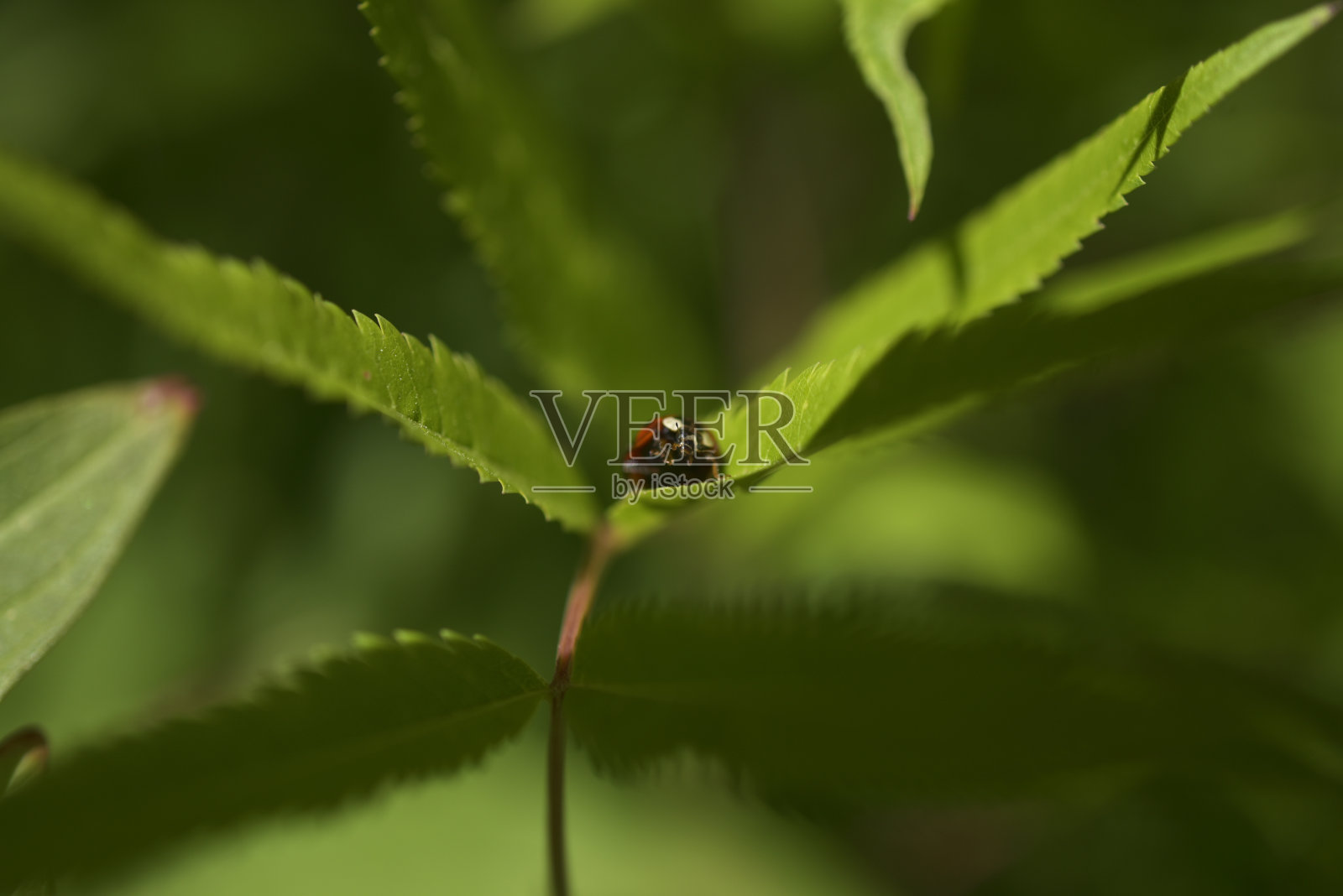 Coccinelle照片摄影图片