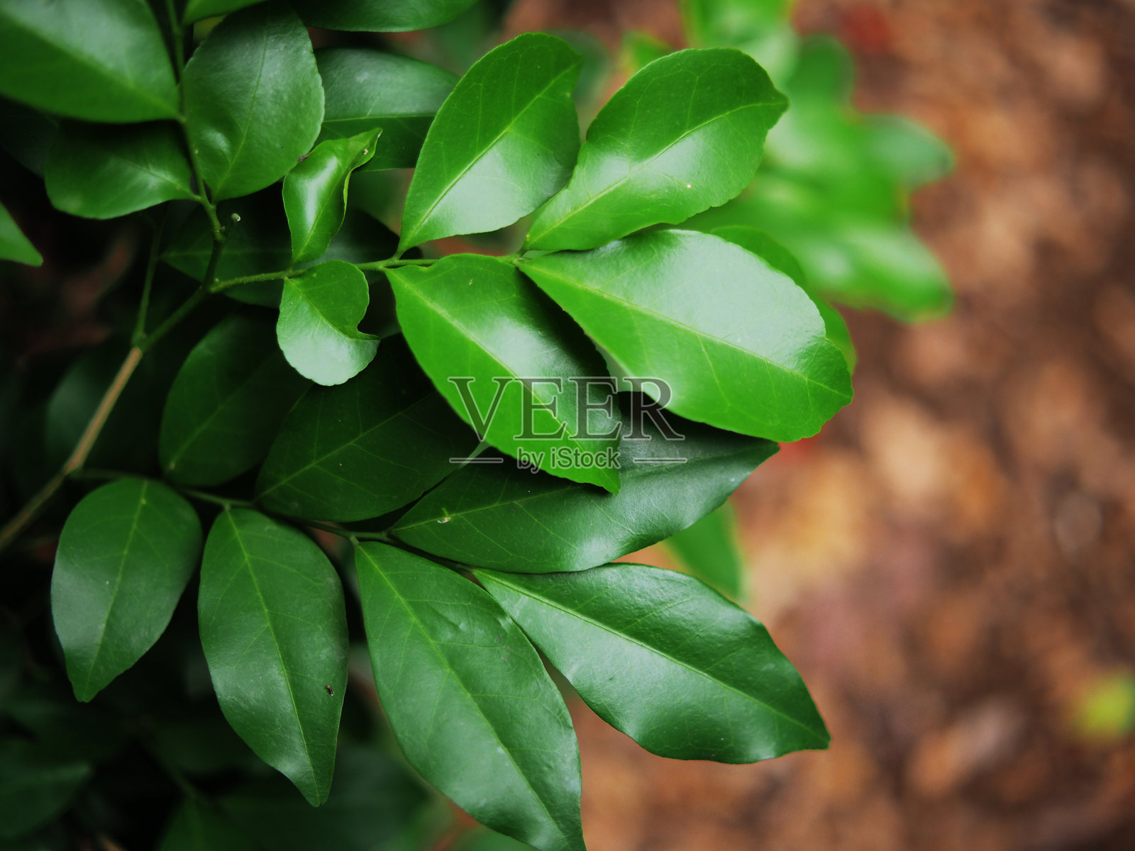 棕色地面上的绿叶很新鲜照片摄影图片