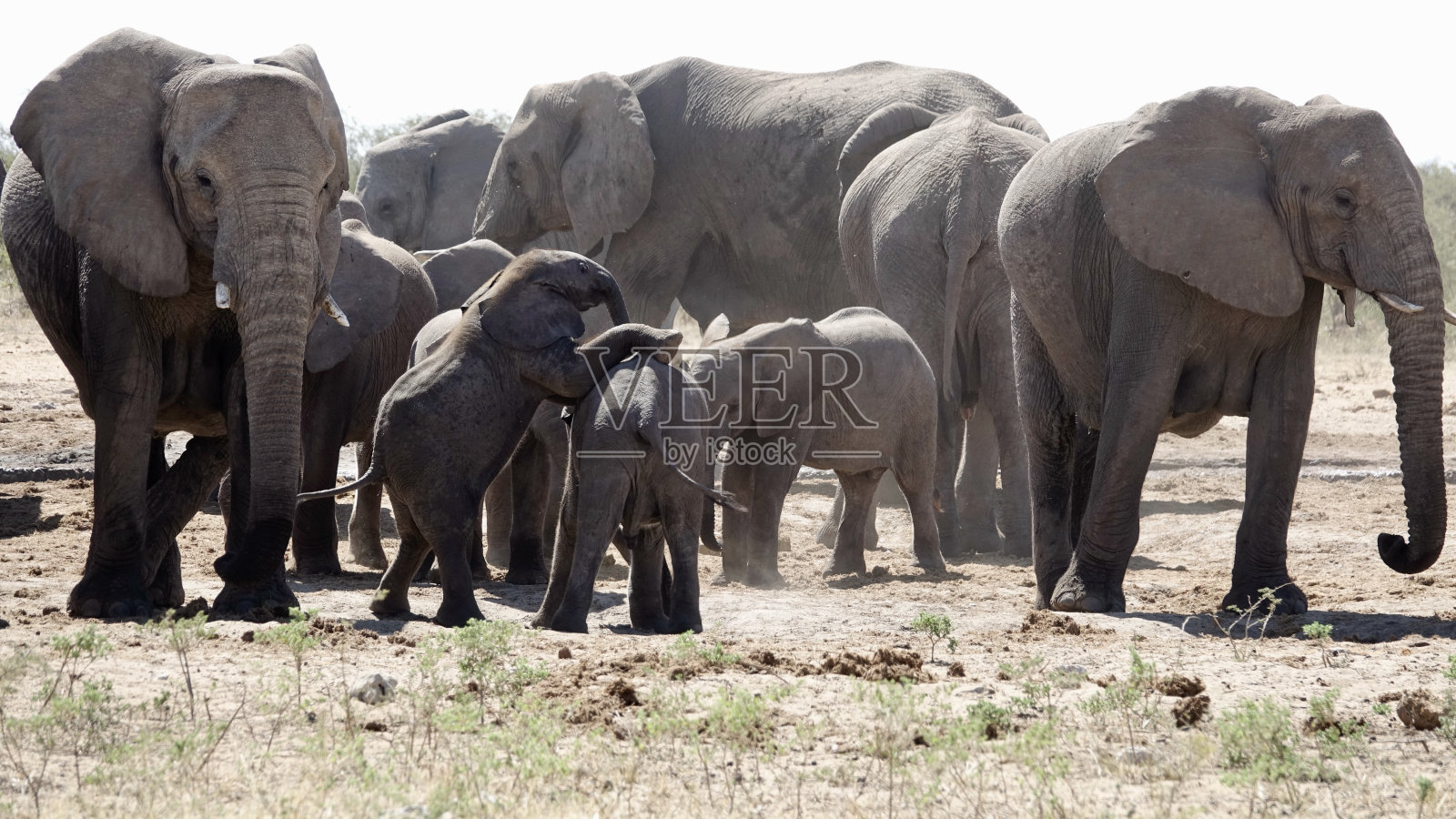 野生大象照片摄影图片