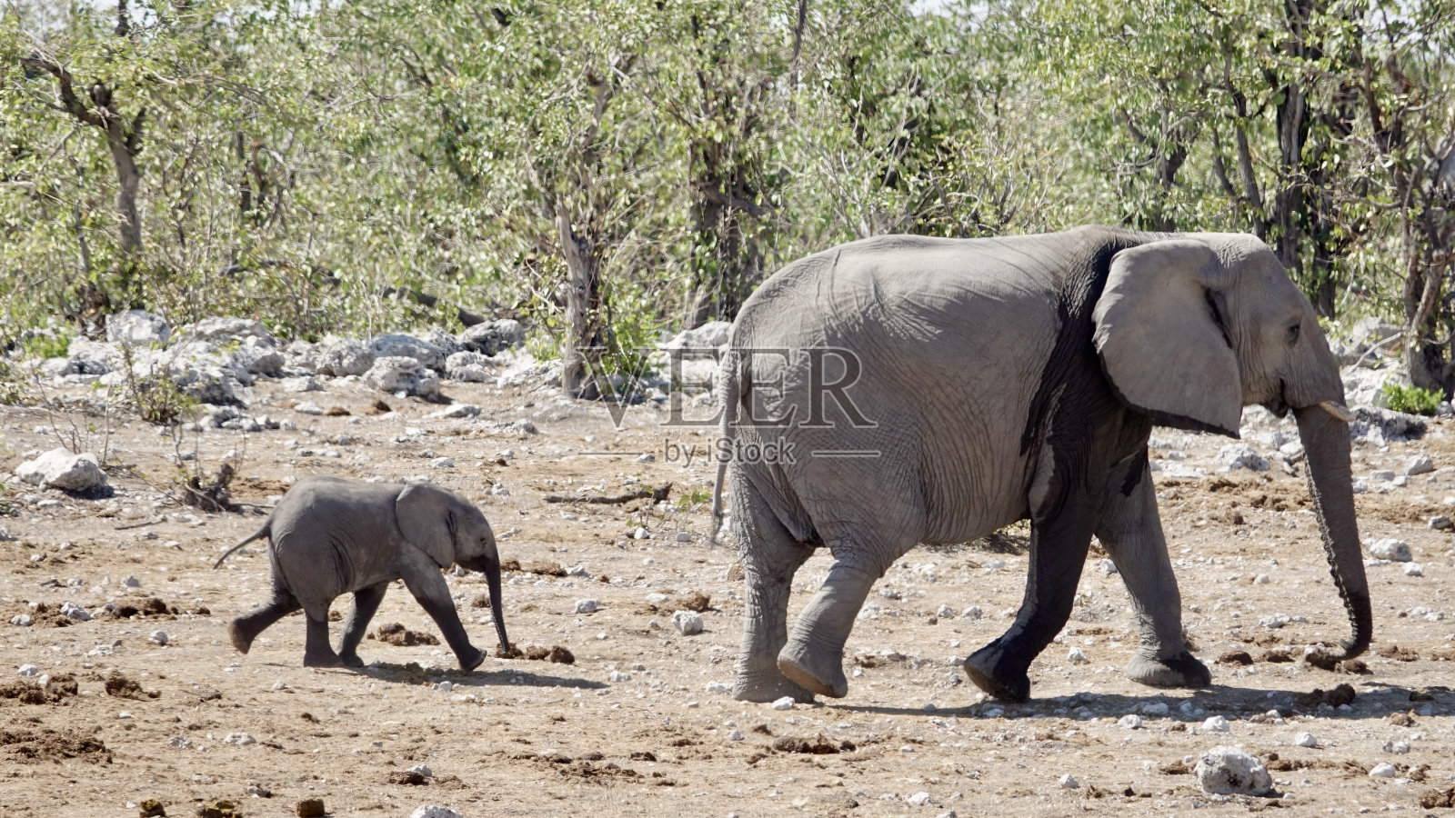 野生大象照片摄影图片