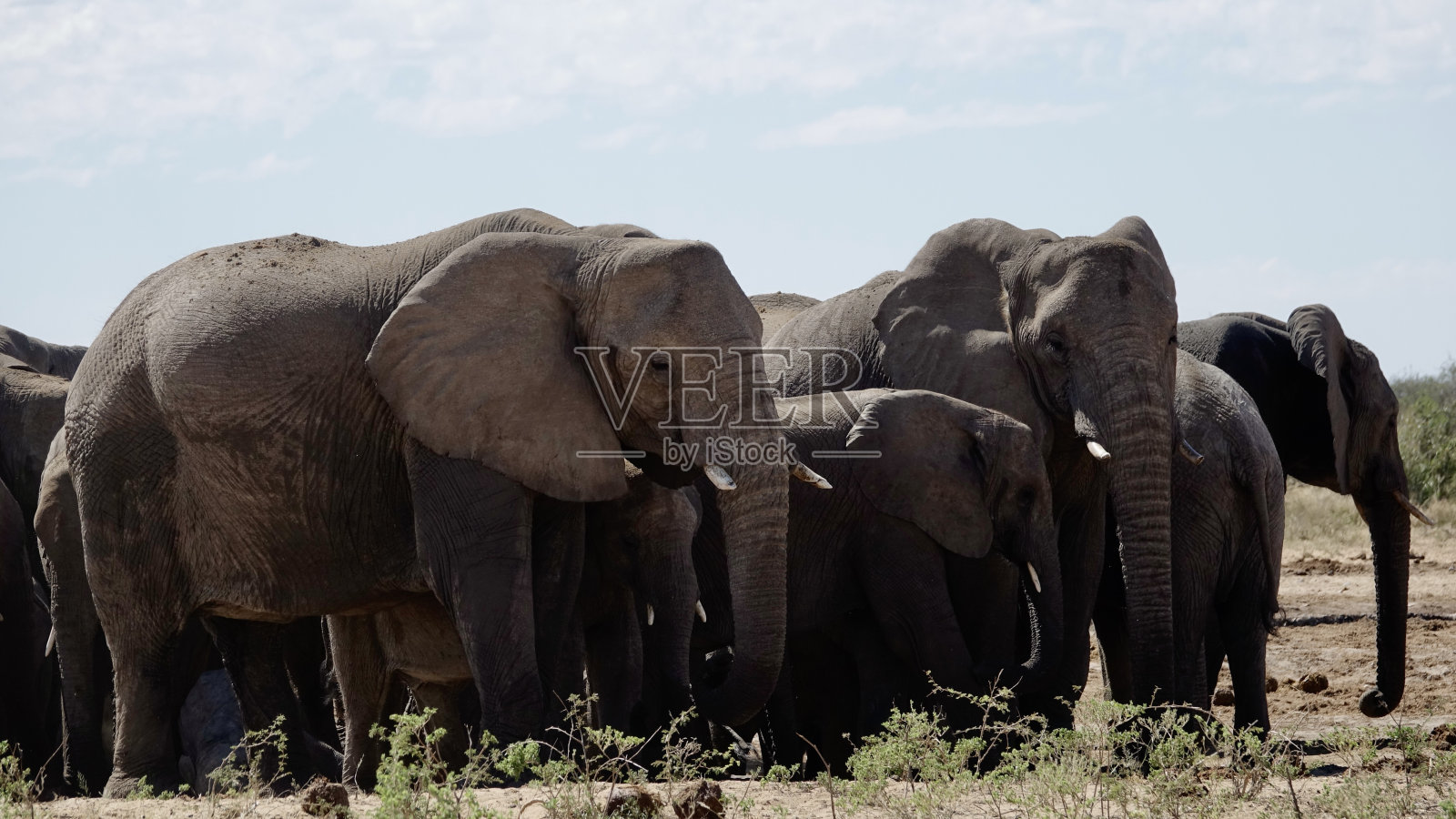野生大象照片摄影图片
