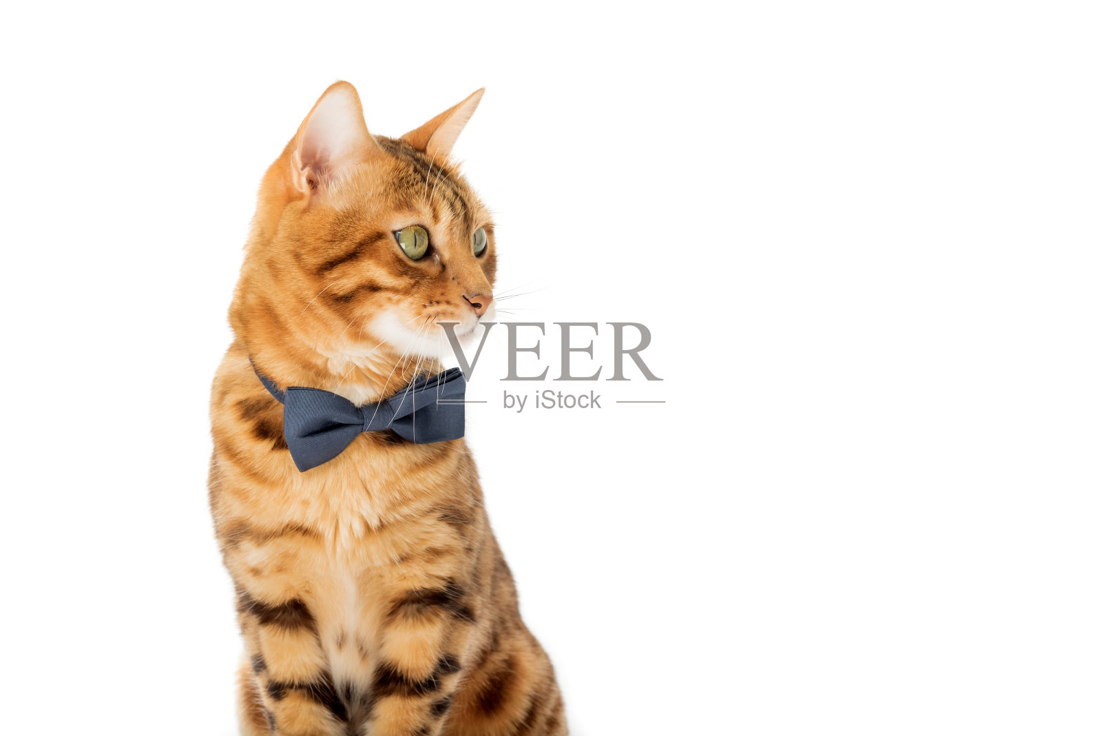 一只可爱的红猫戴着领结坐在白色的背景上。照片摄影图片