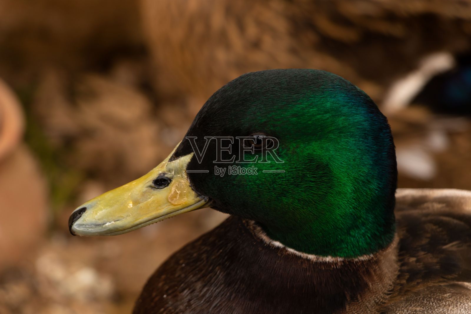 近距离拍摄的绿色绿头鸭头与黄色的嘴照片摄影图片