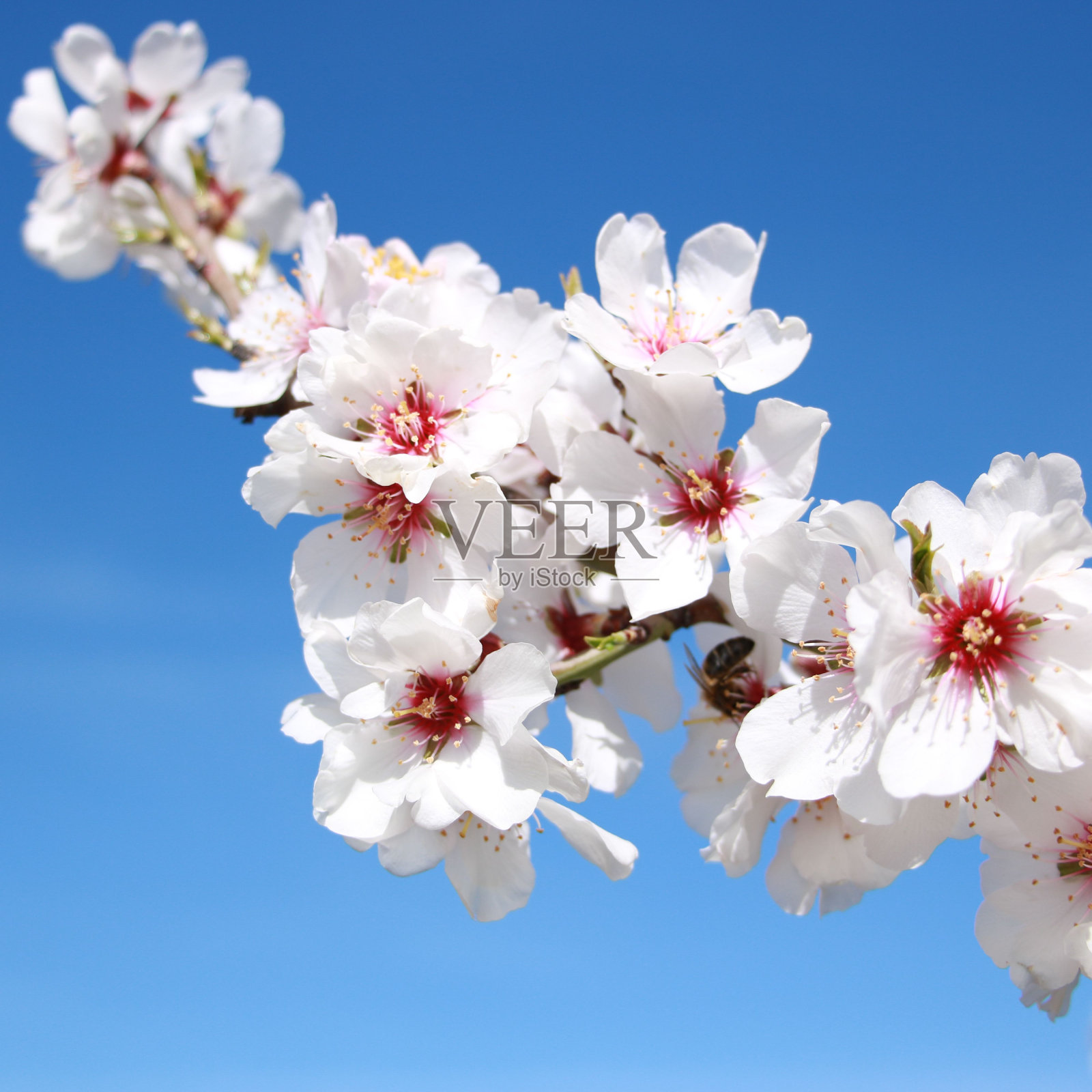 近距离拍摄的开花樱桃树枝与生动的粉红色色调照片摄影图片