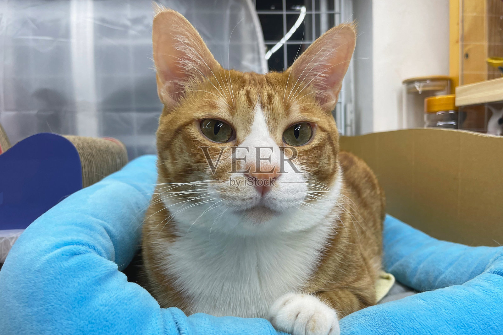 橙色虎斑猫躺在猫床上。完美的梦想。一只可爱美丽的小红猫。照片摄影图片