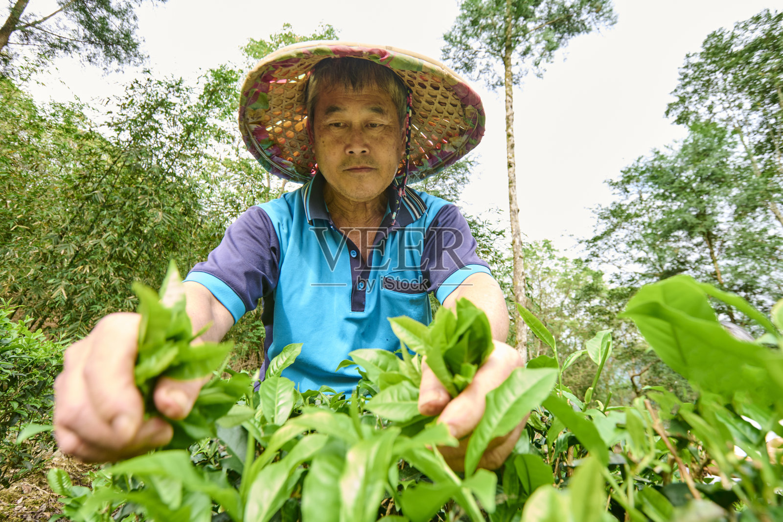 一位亚洲男性在茶园采摘茶叶。照片摄影图片