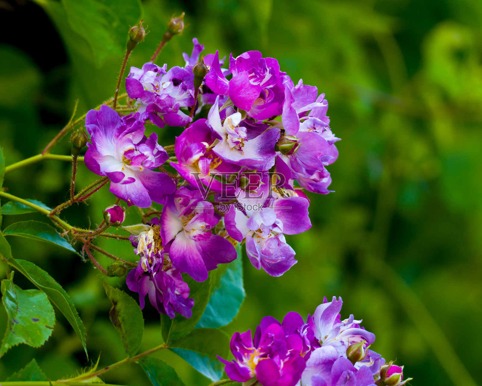 紫罗兰蓝色玫瑰花在绿色的背景照片摄影图片
