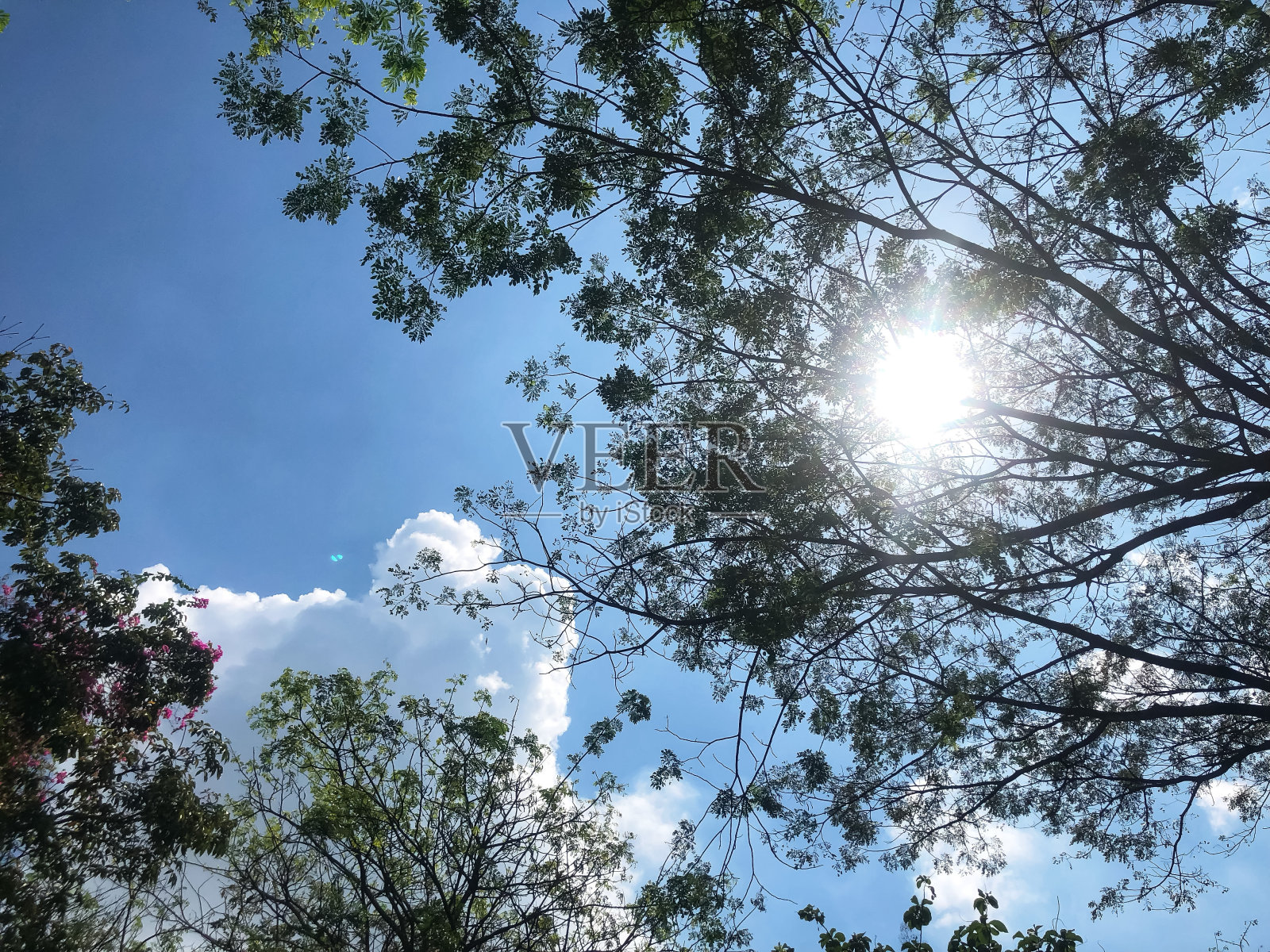 从树下拍摄的天空照片照片摄影图片
