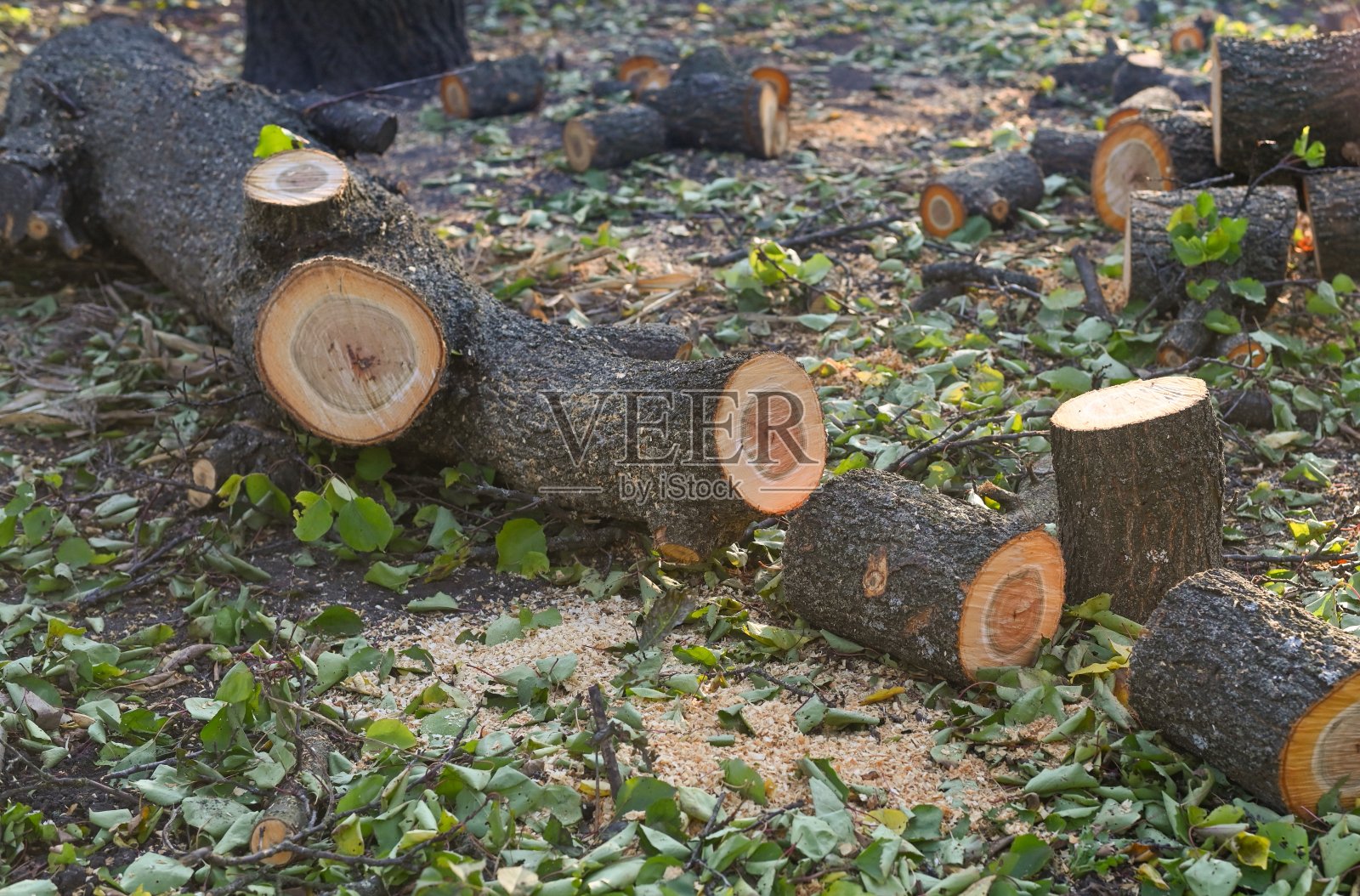 被砍倒的原木躺在一棵倒在地上的树旁边。照片摄影图片
