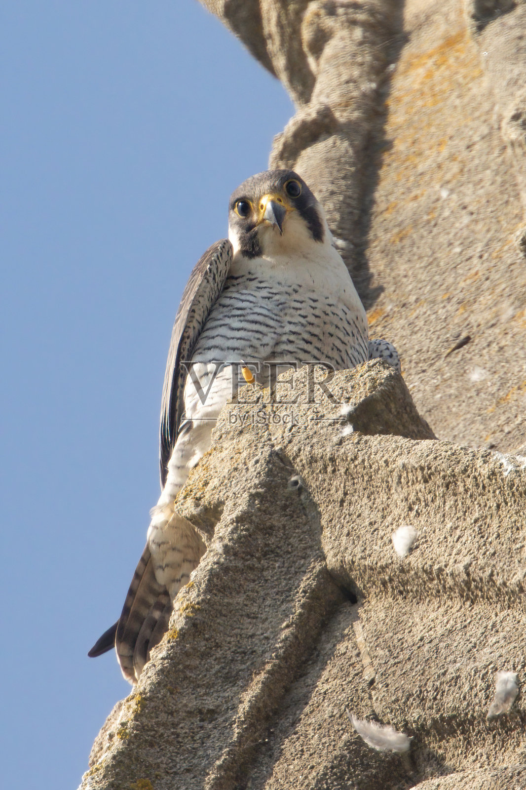 游隼照片摄影图片