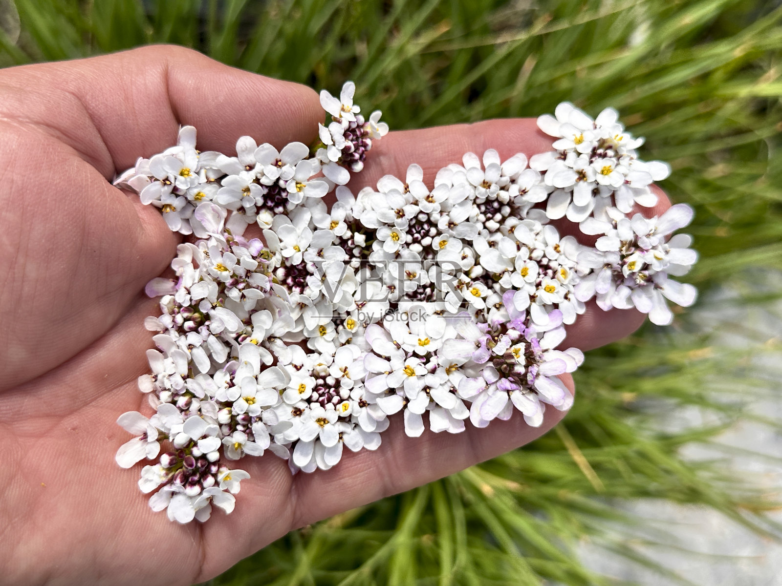 可爱的白色小花，生长在地中海地区的高山上照片摄影图片
