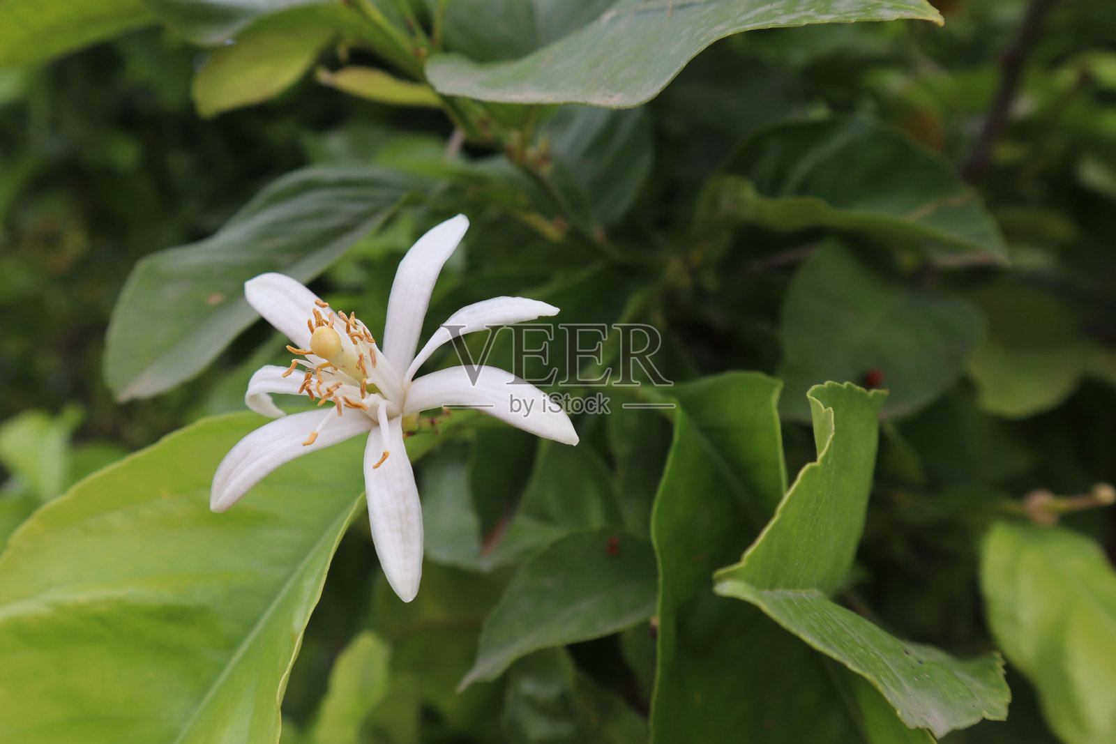 柠檬树开花，夏日里柠檬树上的白花照片摄影图片