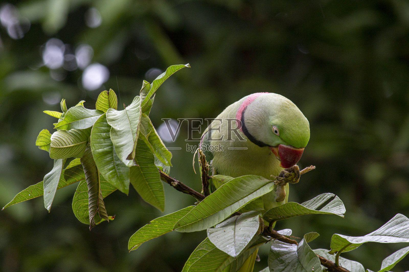 一只坐在番石榴树上的印度鹦鹉照片摄影图片