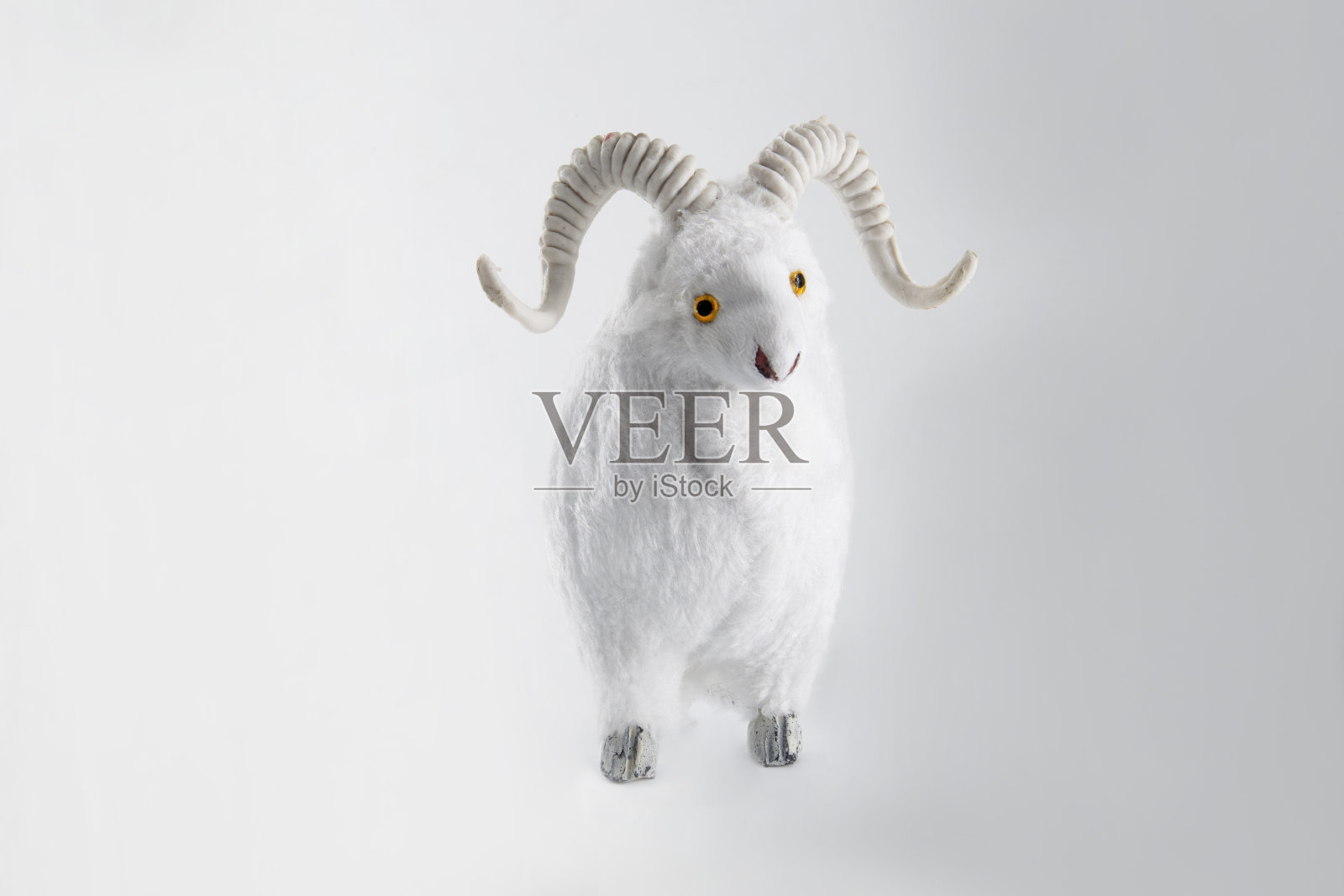 白色背景下有着厚羊毛的绵羊 - 古尔邦节照片摄影图片