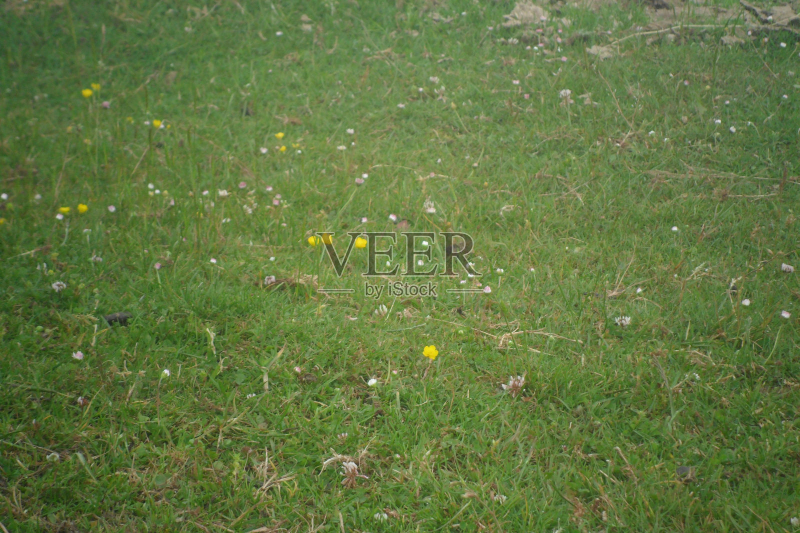 草中间的花朵为大自然增添了色彩照片摄影图片