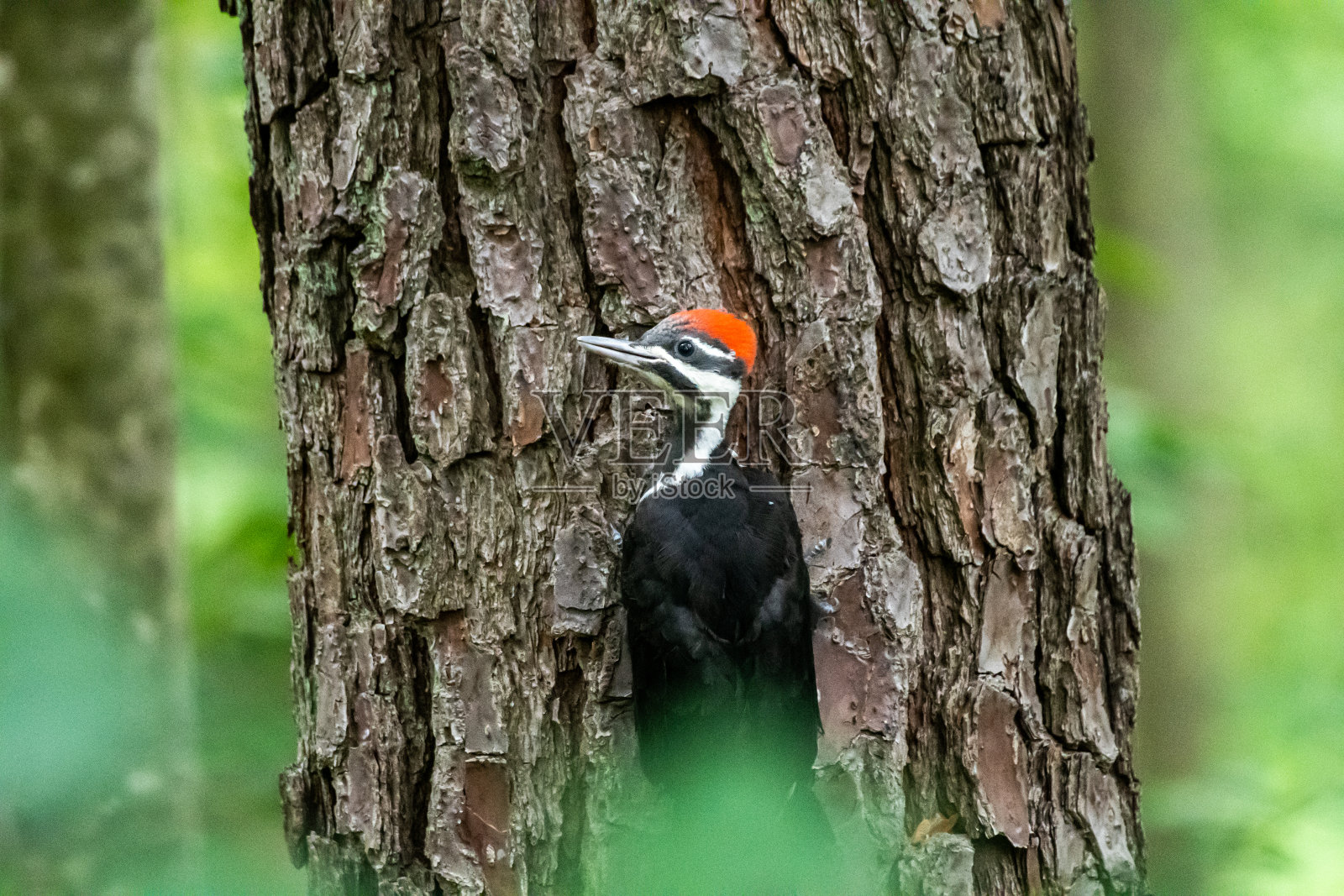 森林中树干上的冠啄木鸟照片摄影图片