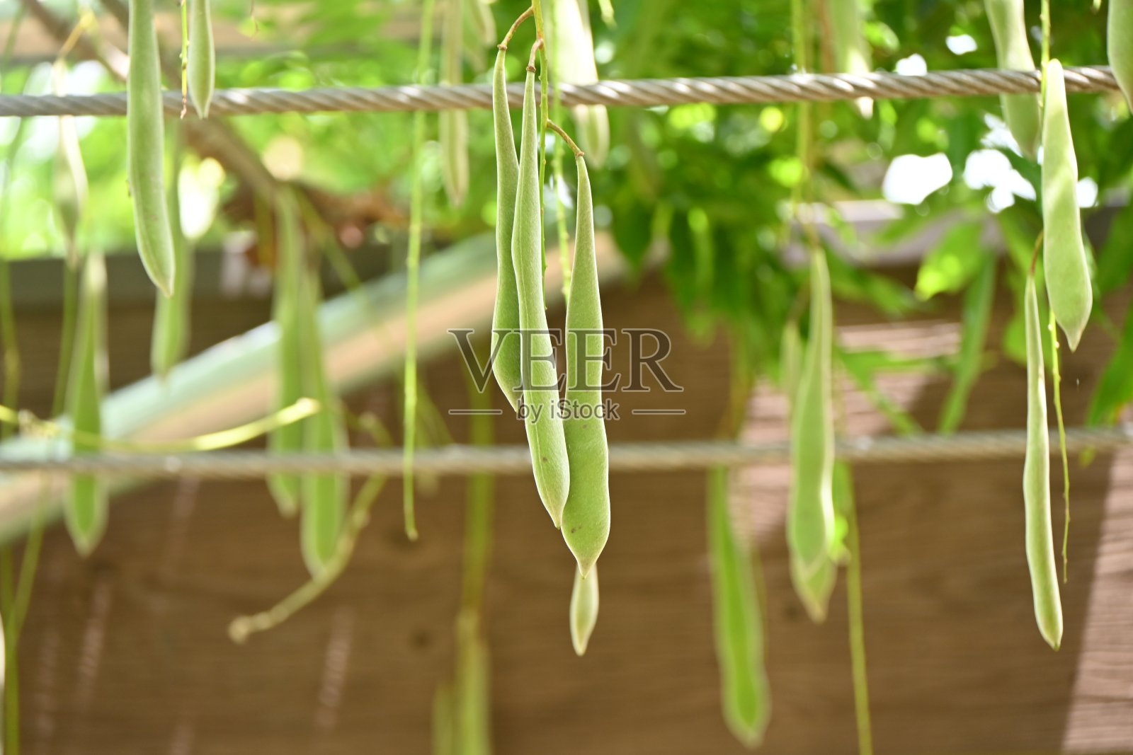 紫藤架紫藤豆。季节性背景材料。照片摄影图片