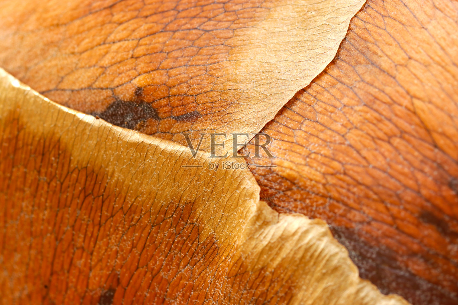 褐色皮革像死巢鹿角蕨叶纹理(小森然，飞蛾，铂)，近距离微距摄影。照片摄影图片