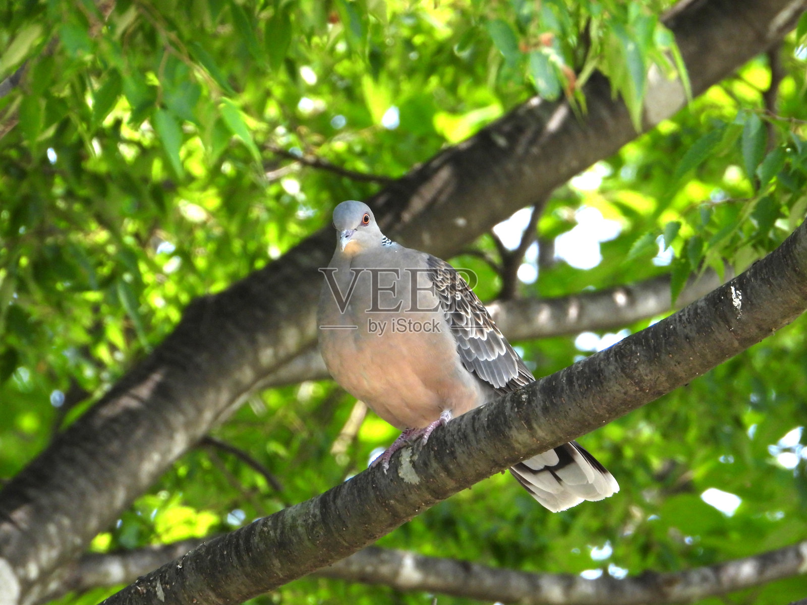 斑鸠栖息在树枝上照片摄影图片
